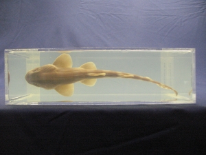 Foto Galerie/Orectolobiformes/Chiloscyllium punctatum/Chiloscyllium punctatum_06_S.jpg